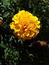 Tagetes patula, Sammetblume, Färbepflanze, Färberpflanze, Pflanzenfarben,  färben, Klostergarten Seligenstadt